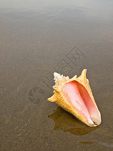 湿桑迪海滩上的扇贝和海螺壳壳海岸乐趣支撑橙子涟漪天堂热带阳光旅游假期图片