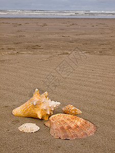 桑迪沙滩上的扇贝和海螺壳壳海岸波浪贝壳乐趣海洋天堂支撑享受旅游热带图片