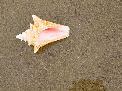 湿桑迪海滩上的海螺壳享受海岸阳光涟漪天堂旅行假期波浪贝壳乐趣图片
