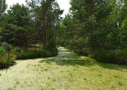 沼滩叶子芦苇绿色野生动物沼泽地池塘森林树叶树木植物图片