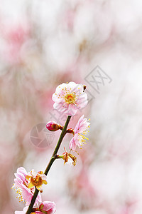 百花盛开叶子森林季节农村国家生长花瓣公园晴天宏观图片