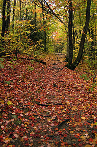 森林爬坡叶子树木国家橙子黄色云杉公园树叶绿色图片