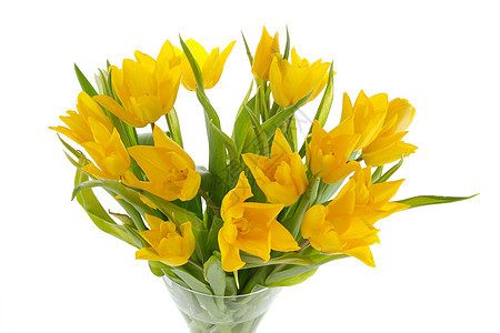 黄色郁金花花束花瓶植物郁金香图片