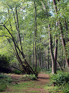 霍尔姆芬恩自然保护区林地计划木头平面桦木帖子低点沼泽泥炭图片