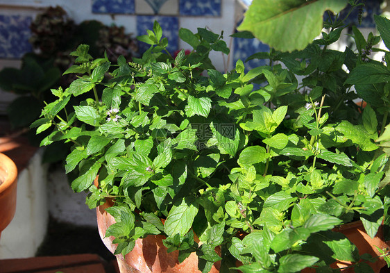 锅中薄荷植物味道阳光陶瓷花盆食物播种机房子阳台草本植物图片