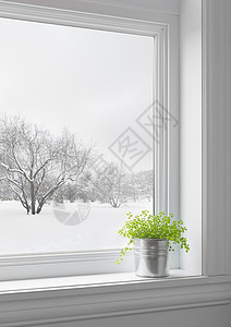 透过窗户看到的绿色植物和冬季风景景观图片