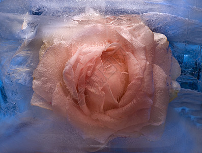 冻结的粉红色花朵植物卡片脆弱性美味气泡蓝色宏观折射叶子反射图片