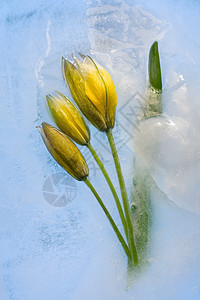冻结的黄色郁金花图片