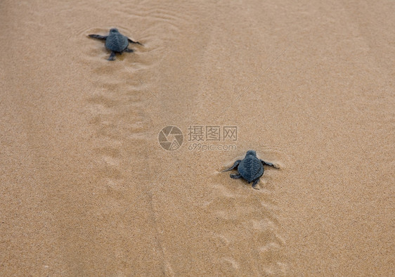 宝宝海龟让海向大海荒野爬虫动物救援海滩情况生日海洋生物热带乌龟图片