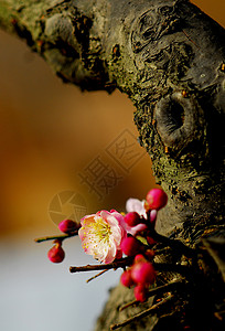 普拉姆花花腊梅中国花花朵图片