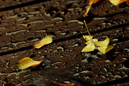 雨滴树叶叶子图片