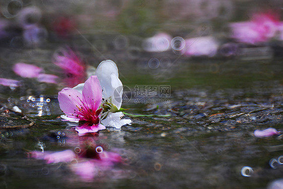 金属溪流粉色花朵图片