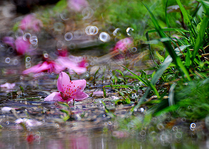 金属花朵粉色溪流图片