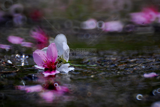 金属花朵粉色溪流图片