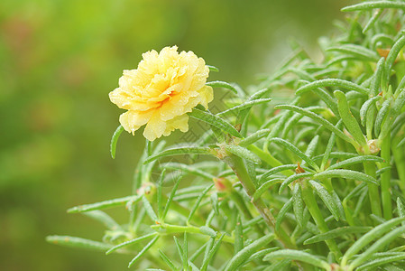 黄黄色波尔图拉卡花朵生长园艺叶子植物草本植物美丽苔藓花瓣猪草宏观图片