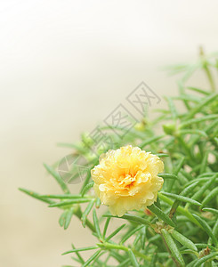 黄黄色波尔图拉卡花朵苔藓草本植物园艺植物学气候宏观花瓣美丽热带叶子图片