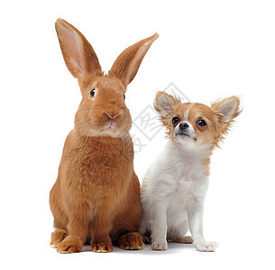 和兔子友谊白色宠物伴侣棕色动物犬类工作室农场图片