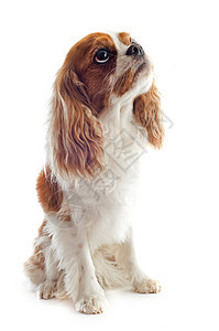 骑兵骑士王查尔斯动物白色小狗棕色工作室犬类猎犬宠物图片