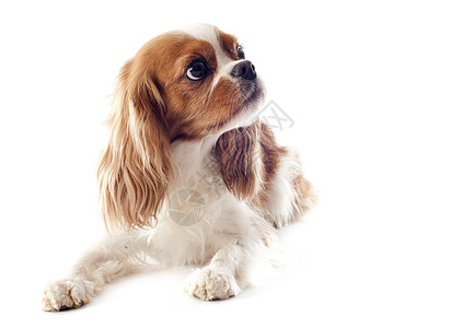 骑兵骑士王查尔斯白色动物棕色小狗宠物犬类猎犬工作室图片