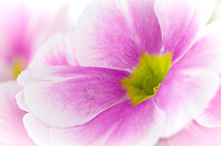 粉红棱柱花的紧贴季节植物群花园园艺植物花瓣春花绿色花盆礼物图片