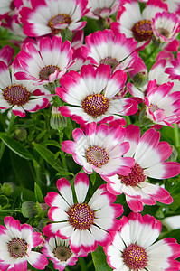 美丽的粉红花和绿草雏菊明信片花束植物群礼物花瓣温泉紫色花园植物图片
