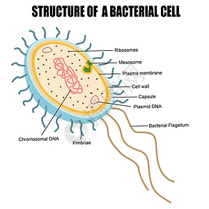 细菌细胞结构的结构图片