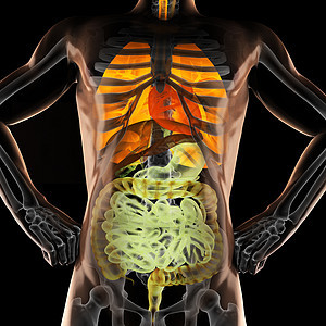 射线摄影扫描仪身体药品卫生医生疾病男性科学生物学胸部成人图片
