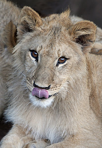 狮子熊幼兽捕食者豹属眼睛荒野哺乳动物国王婴儿野生动物男性图片
