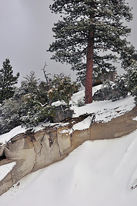 雪坡孤独植绒生态树木环境山坡银行旅行明信片磨砂图片