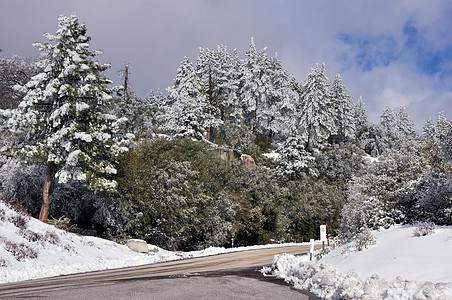 霜冻森林磨砂松树明信片银行旅行生态植绒孤独雪堆环境图片