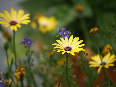 无标题香味植物太阳环境花园场地生长植物学花瓣花粉图片