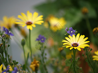 无标题花园植物群雏菊太阳香味场地环境草地生长植物图片