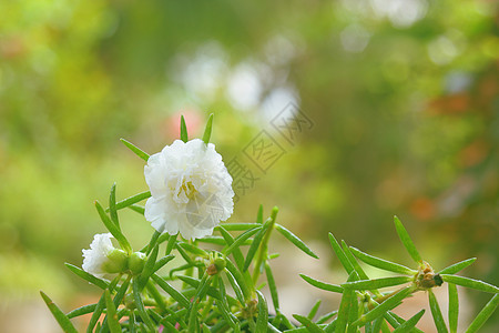 花园中的白波尔图拉卡花朵图片