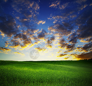 字段风景云景天气日落场景场地阳光牧场种子蓝色图片