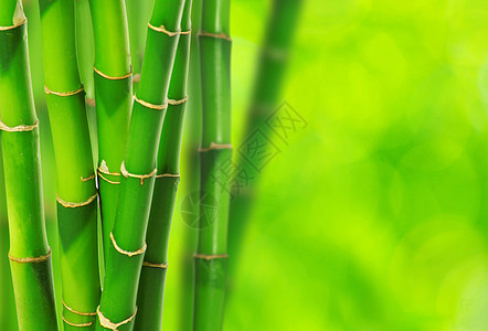 绿竹活力丛林叶子环境生态花园绿色生活植物热带图片