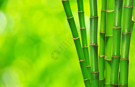 绿竹生长植物园艺绿色文化丛林环境白色叶子活力图片