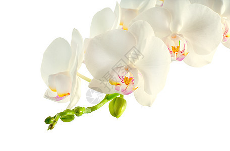 白兰花在白背景的白兰花分支图片