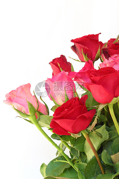 白色的红玫瑰和粉红玫瑰图片