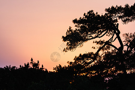 山脉剪影美丽的日出和斜树绿色农村橙子草地丘陵天空日落场景黄色山脉背景