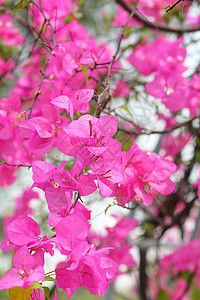 粉红布加维亚花朵粉色花园团体绿色植物群公园花瓣植物叶子热带图片