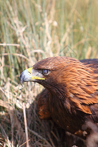 金鹰眼睛猎人羽毛猎物动物野生动物图片