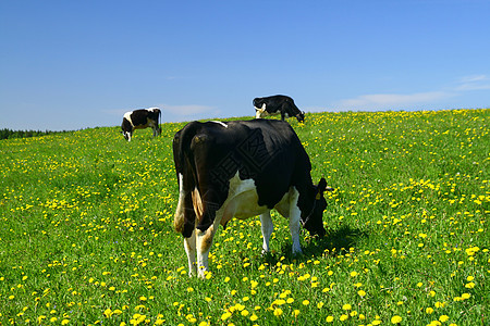 奶牛景观牧羊人农场农田农村哺乳动物家畜晴天草地村庄风景图片