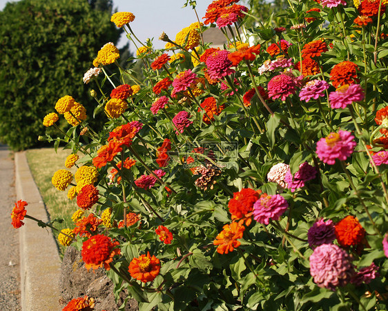 无标题生长植物药品花瓣橙子园艺阳光紫色叶子金盏花图片
