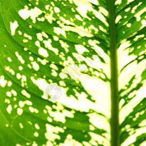 绿叶床单异国森林植物植物学草本植物花园光合作用生长网格图片