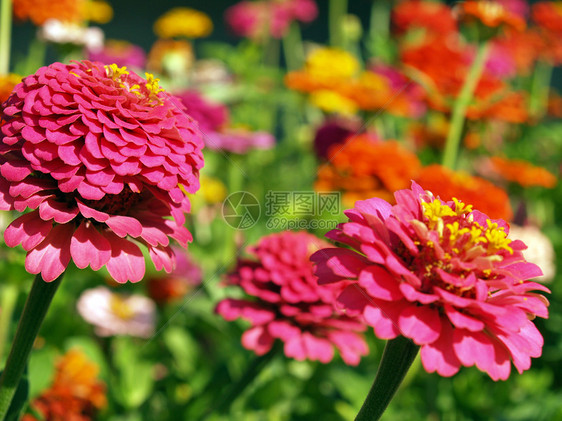 无标题雏菊花园院子花瓣草本植物树叶药品园艺紫色草地图片