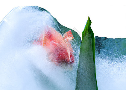 冻冻郁金花宏观蓝色花瓣花束美味气泡植物冻结叶子折射图片
