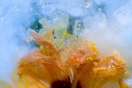 冰冻的花花图片