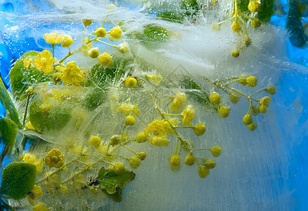 冰冻烧烤花叶子脆弱性反射宏观植物冻结折射气泡花束小檗图片