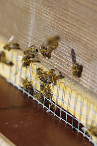 蜜蜂巢图片