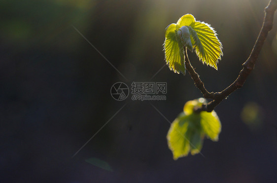 春芽 大自然的构成蓝色枝条季节花园豆芽草本植物宏观环境静脉植物群图片